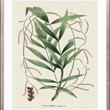 Palme D'Or Specimen I