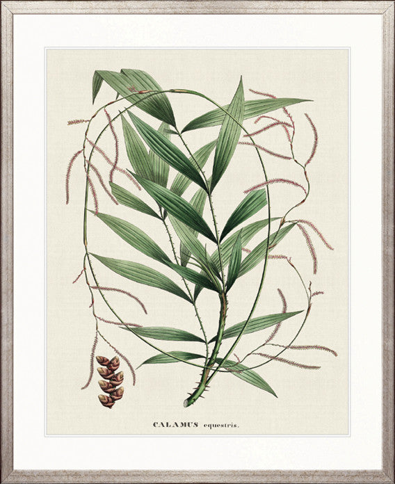 Palme D'Or Specimen I