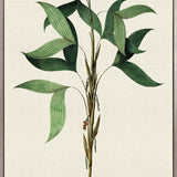 Palme D'Or Specimen II (Canvas)
