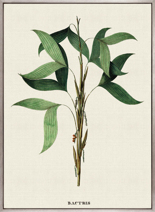 Palme D'Or Specimen II (Canvas)