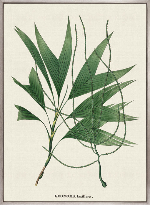 Palme D'Or Specimen III (Canvas)