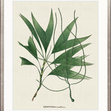 Palme D'Or Specimen III
