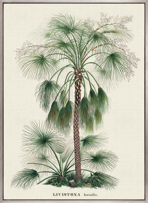 Palme D'Or Specimen IV (Canvas)