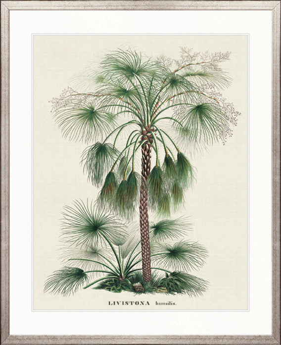 Palme D'Or Specimen IV