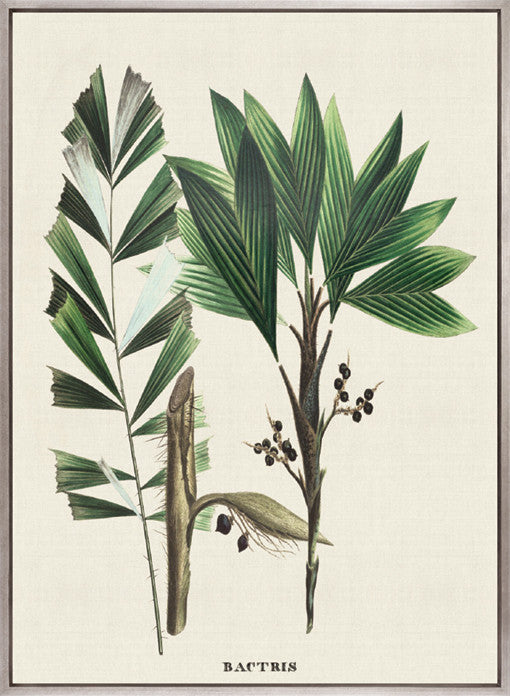 Palme D'Or Specimen V (Canvas)