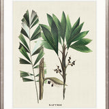Palme D'Or Specimen V