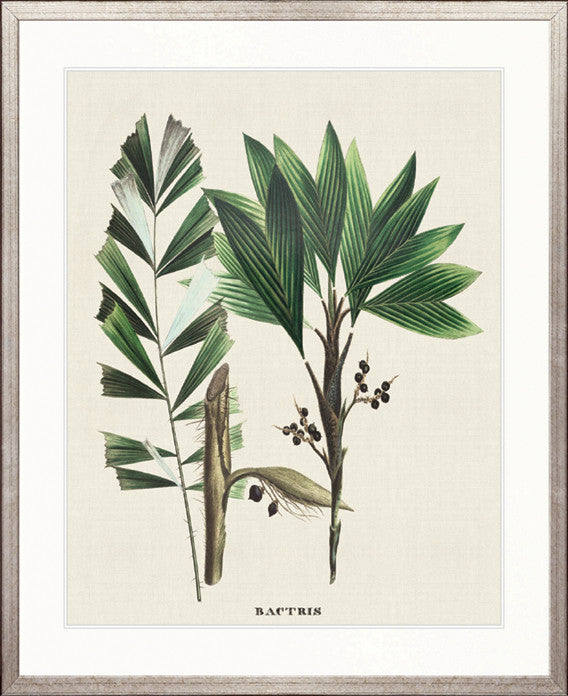 Palme D'Or Specimen V