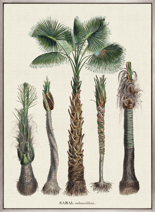 Palme D'Or Specimen VI (Canvas)