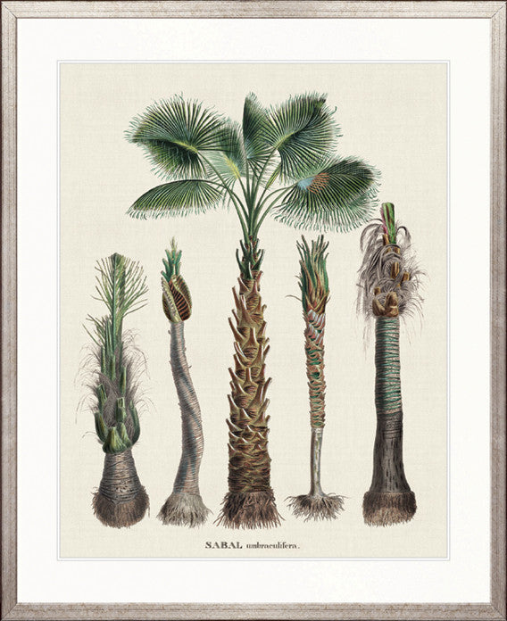 Palme D'Or Specimen VI
