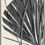 Asiatic Palm II (Canvas)