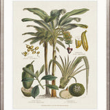 Tropicano Delight I