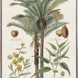 Tropicano Delight II (Canvas)