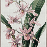 Orchid Beauty I (Canvas)