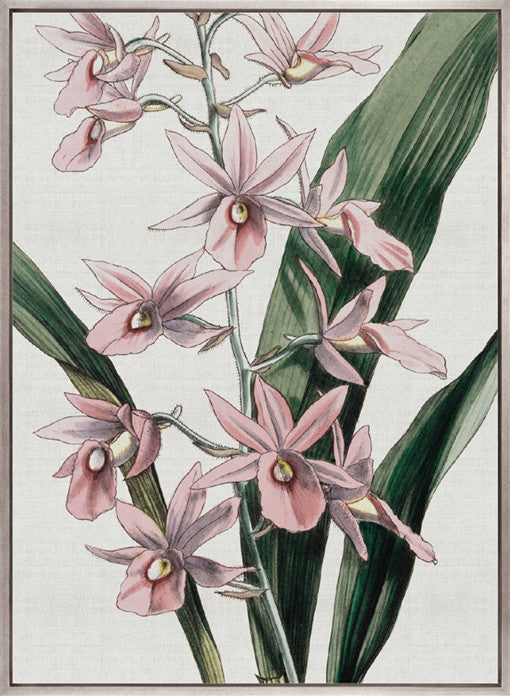 Orchid Beauty I (Canvas)