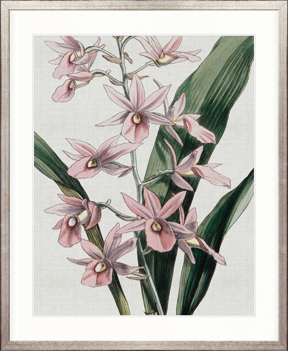 Orchid Beauty I