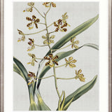Orchid Beauty II