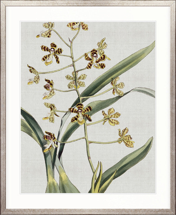 Orchid Beauty II