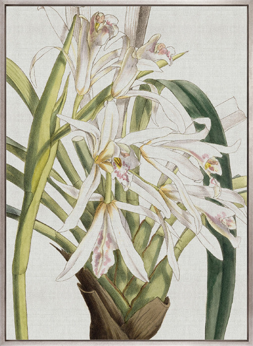 Orchid Beauty III (Canvas)