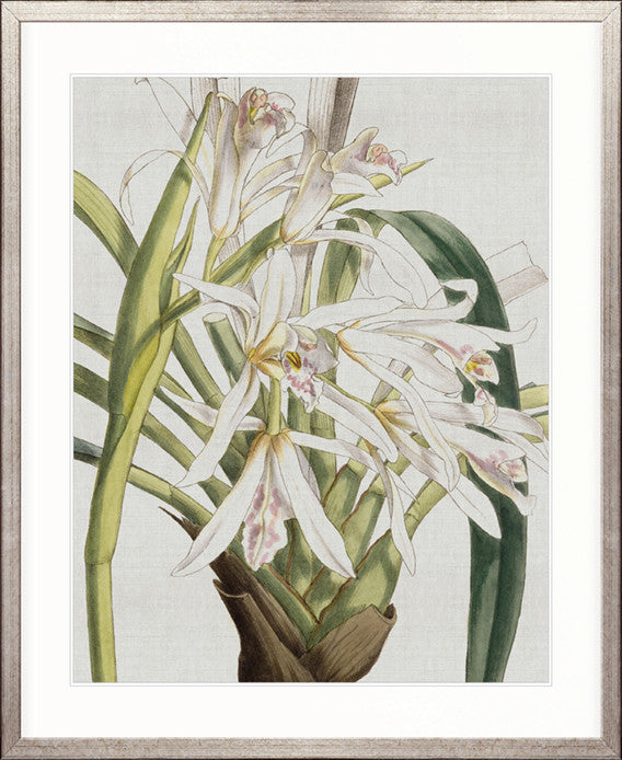 Orchid Beauty III