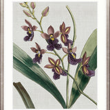 Orchid Beauty IV