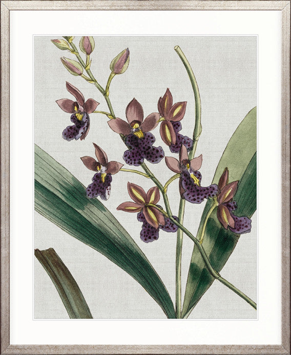 Orchid Beauty IV