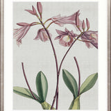 Orchid Beauty V