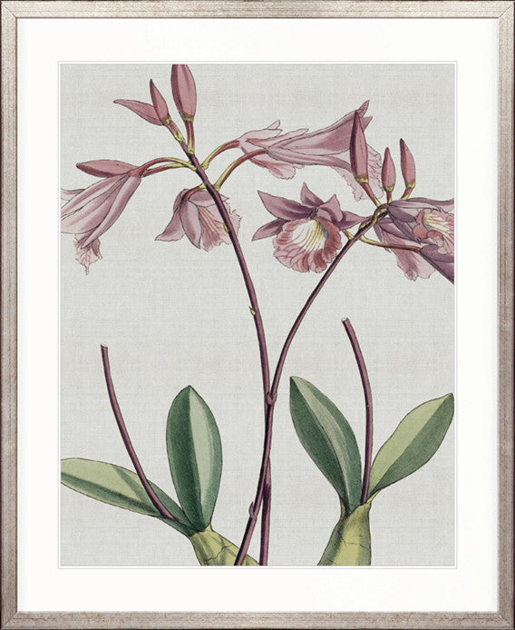 Orchid Beauty V