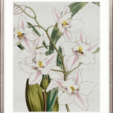 Orchid Beauty VI