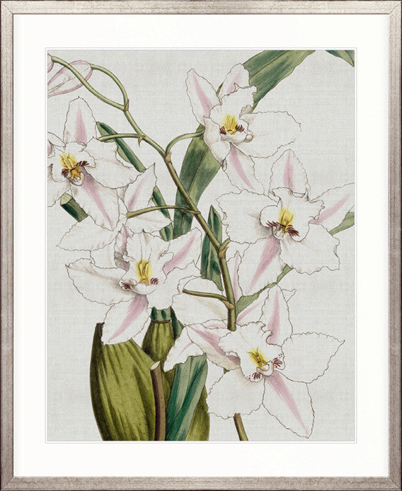 Orchid Beauty VI