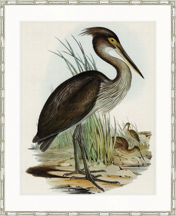 Pembroke Bird I