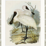 Pembroke Bird II