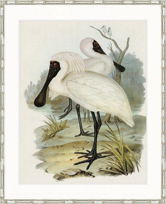Pembroke Bird II