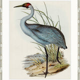 Pembroke Bird IV