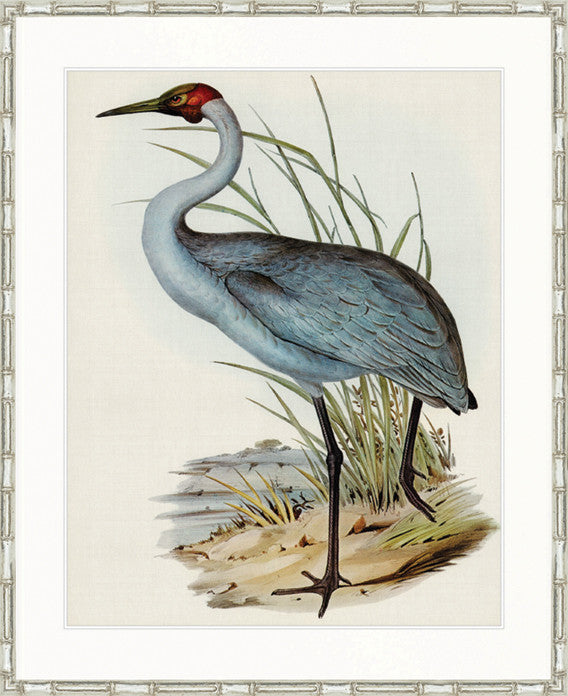 Pembroke Bird IV