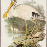 Pembroke Bird VI (Canvas)