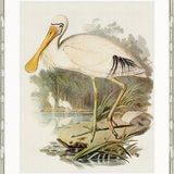 Pembroke Bird VI