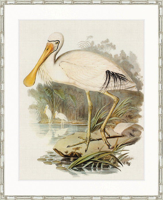 Pembroke Bird VI