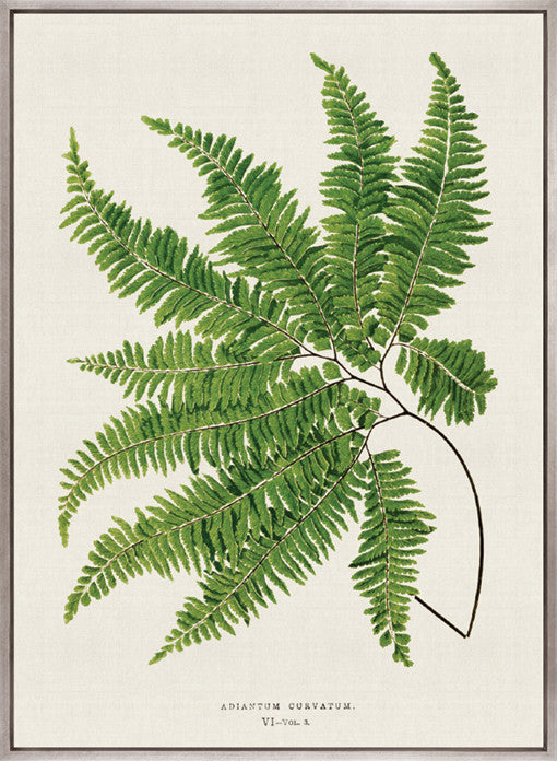 Lush Fern I (Canvas)