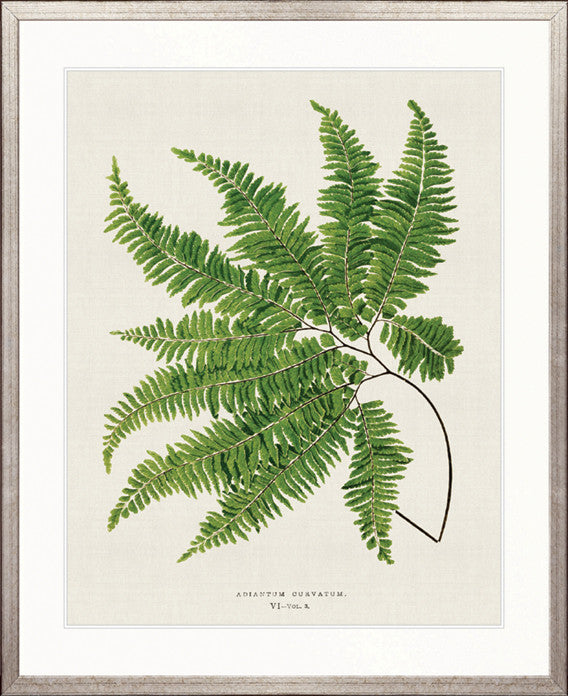 Lush Fern I