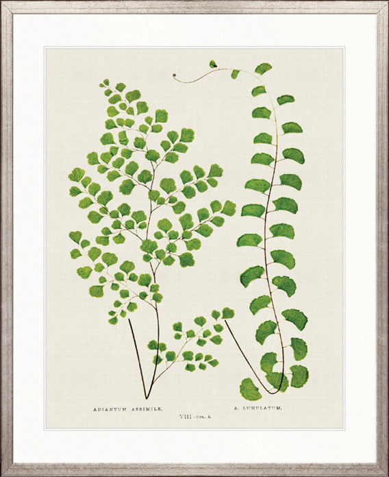 Lush Fern II