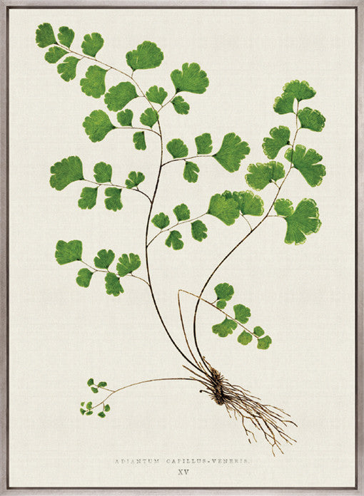 Lush Fern III (Canvas)
