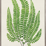 Lush Fern IV (Canvas)