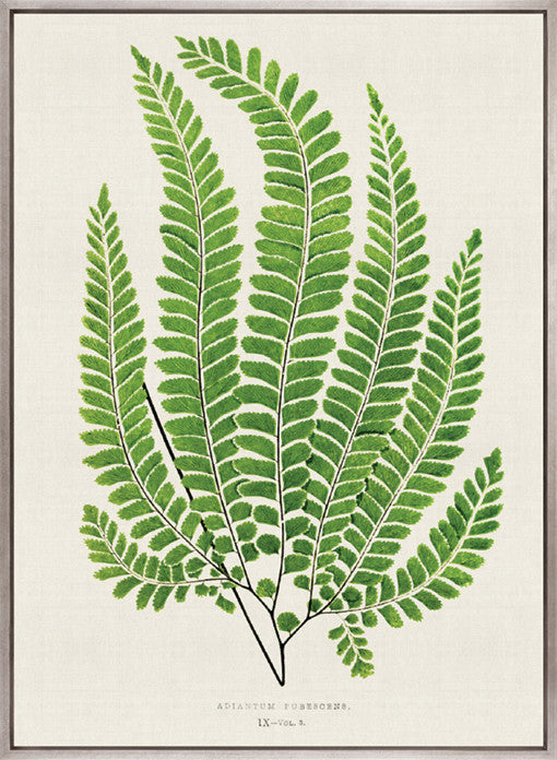 Lush Fern IV (Canvas)