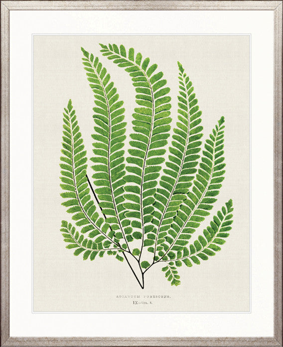Lush Fern IV