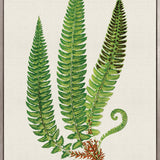 Lush Fern V (Canvas)