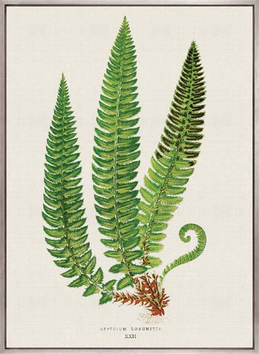 Lush Fern V (Canvas)