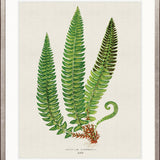 Lush Fern V