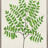Lush Fern VI (Canvas)