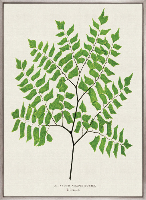 Lush Fern VI (Canvas)