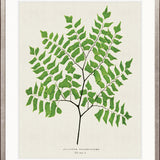 Lush Fern VI